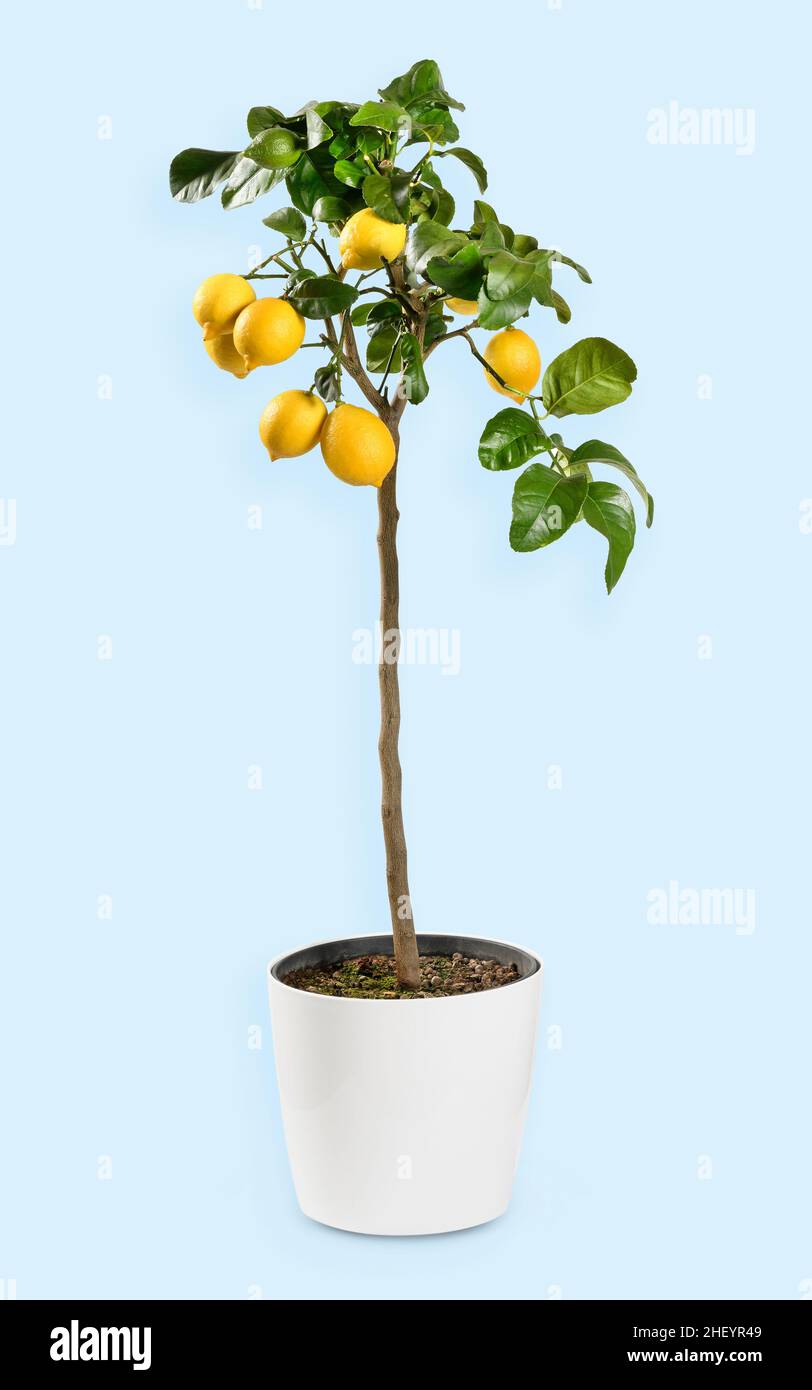 Frische reife Zitronen wachsen auf einem Baum mit grünen Blättern und dünnem Stamm in einem Keramiktopf vor blauem Hintergrund im Studio Stockfoto