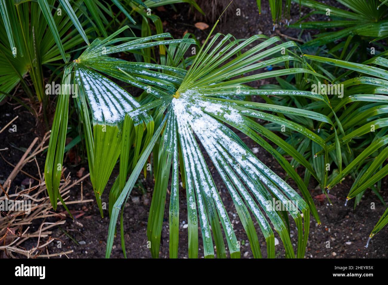 Blätter von Palmen im Schnee, Winter Saison Hintergrund. Stockfoto