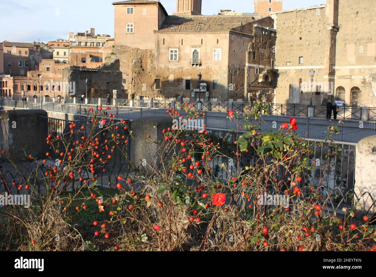 Rote Beeren in der Via dei Fori Imperiali in Rom Stockfoto