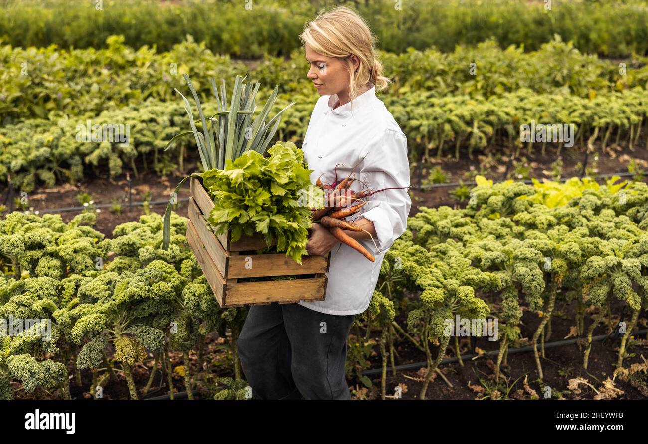 Selbstnachhaltige Köchin mit einer Kiste voll frisch gepflücktem Gemüse auf einem Bio-Bauernhof. Junge Köchin verlässt ein landwirtschaftliches Feld wi Stockfoto