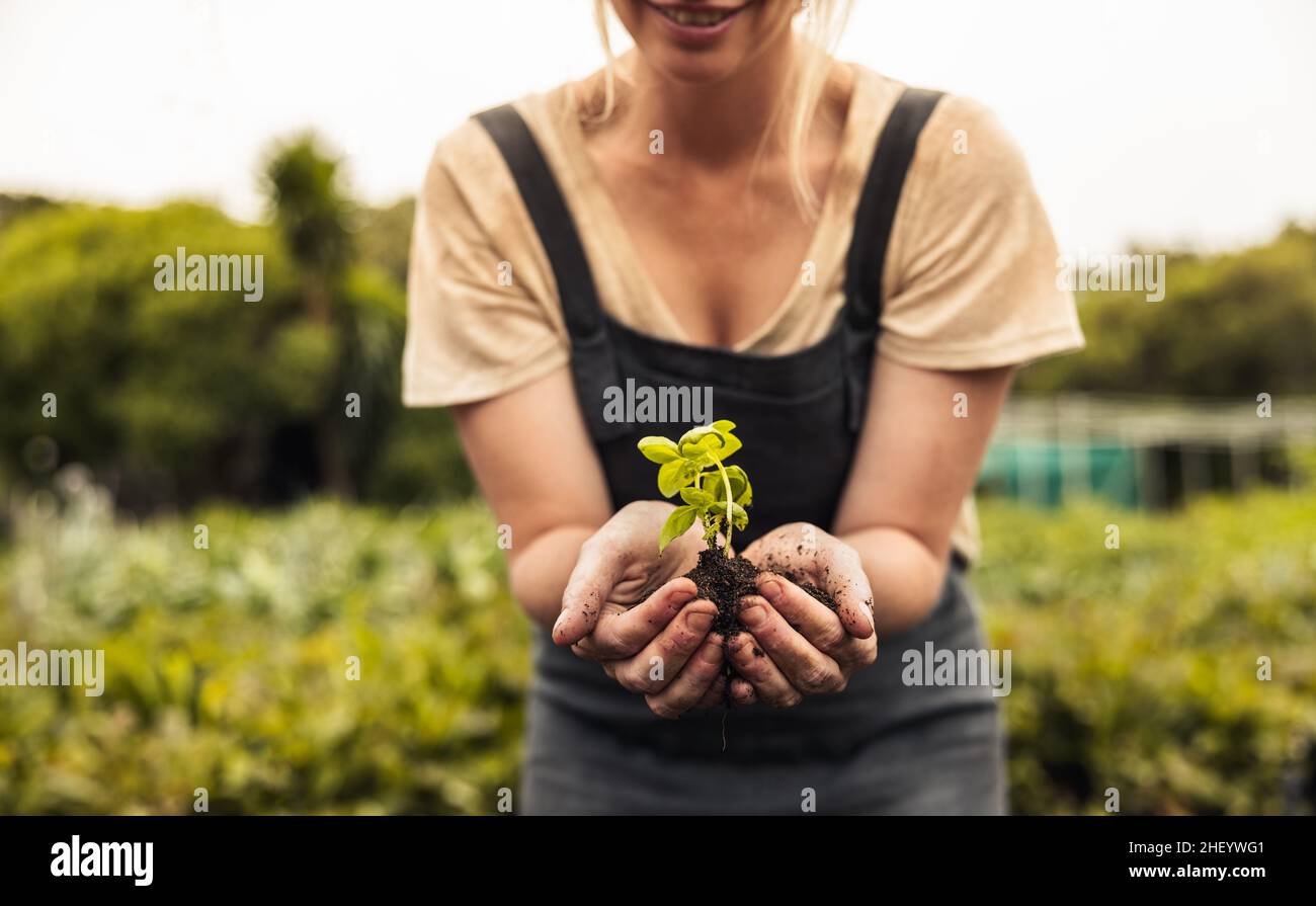 Bäuerin, die eine junge Pflanze hält, die im Boden wächst. Anonyme Biobauerin, die einen grünen Keimling in ihrem Garten schützt. Nachhaltige Bäuerin pla Stockfoto