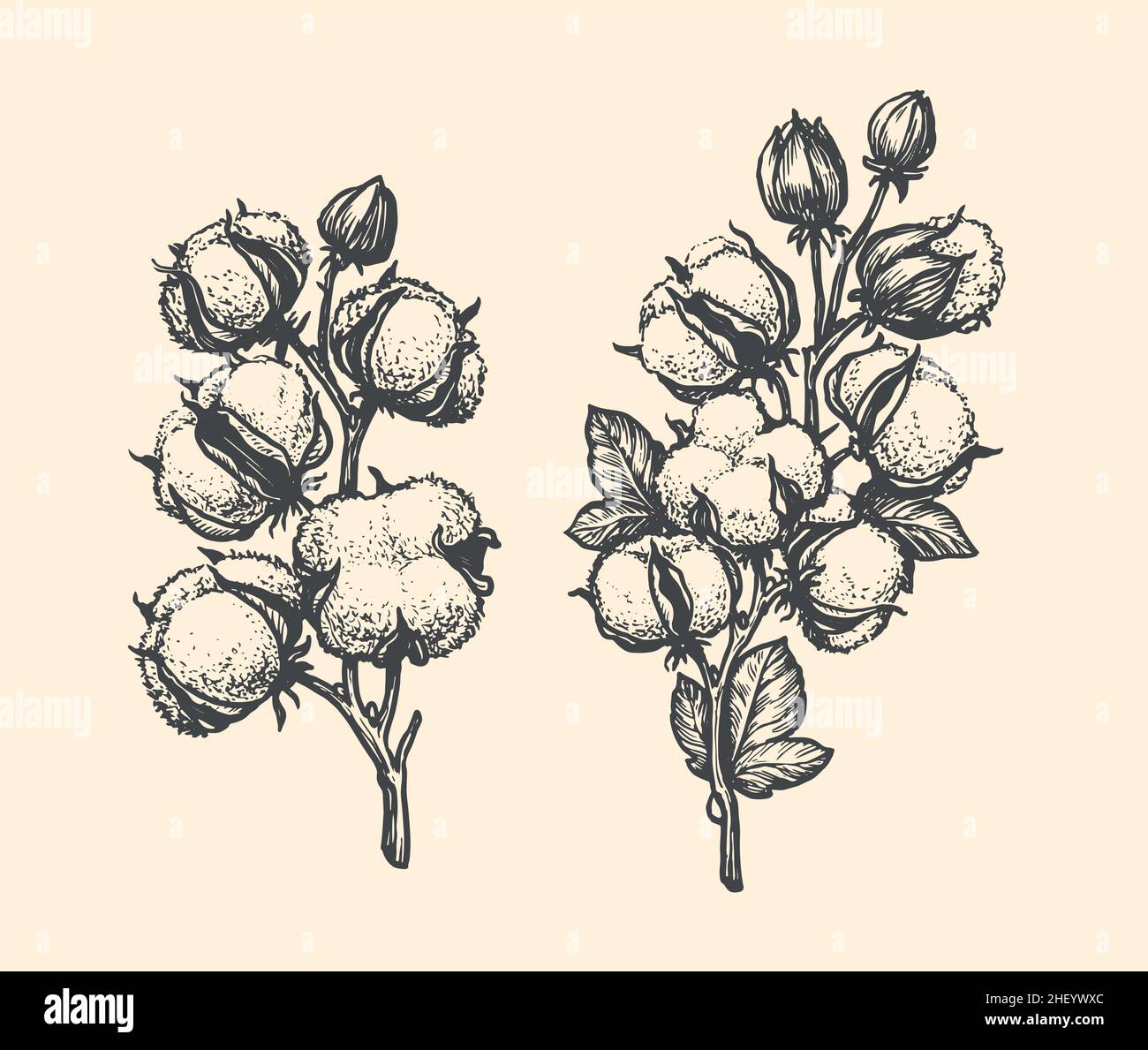 Handgezeichnete Skizze aus Baumwollzweig. Blumenvektordarstellung Stock Vektor