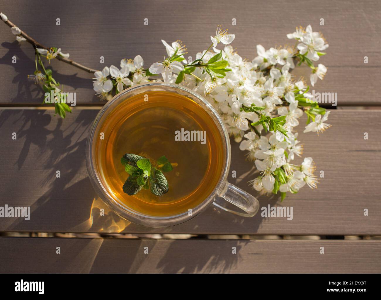 Transparente Tasse Tee mit Minzblättern und Kirschblütenzweigen auf einem Holztisch. Ein Moment der Entspannung und Stille. Guten Morgen hallo Frühling Stockfoto