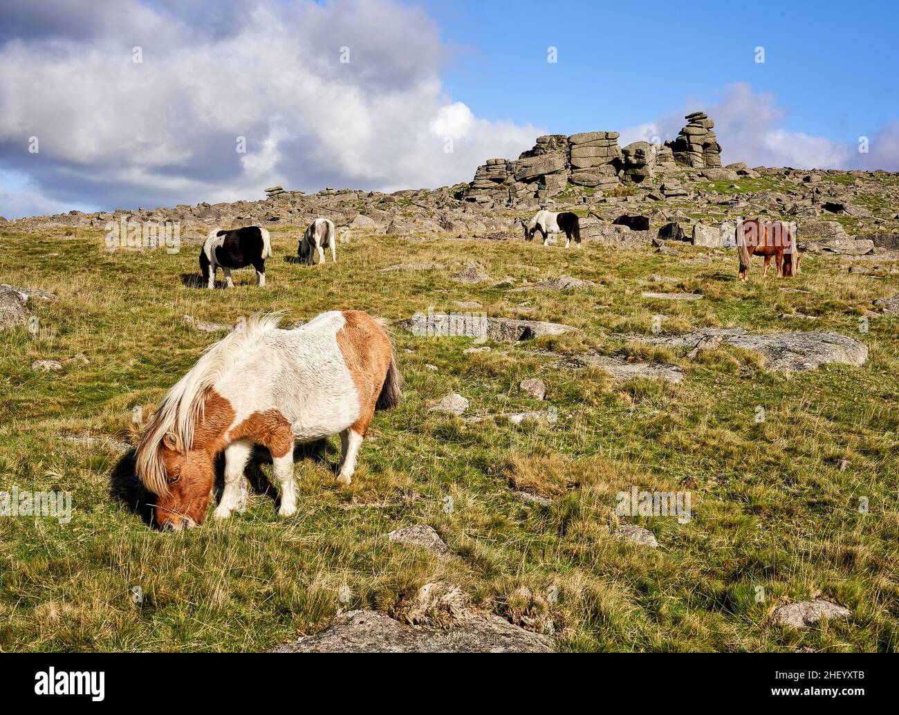 Dartmoor Ponys grasen zähe Moorgräser unterhalb des Staple Tor am Dartmoor in Devon UK Stockfoto