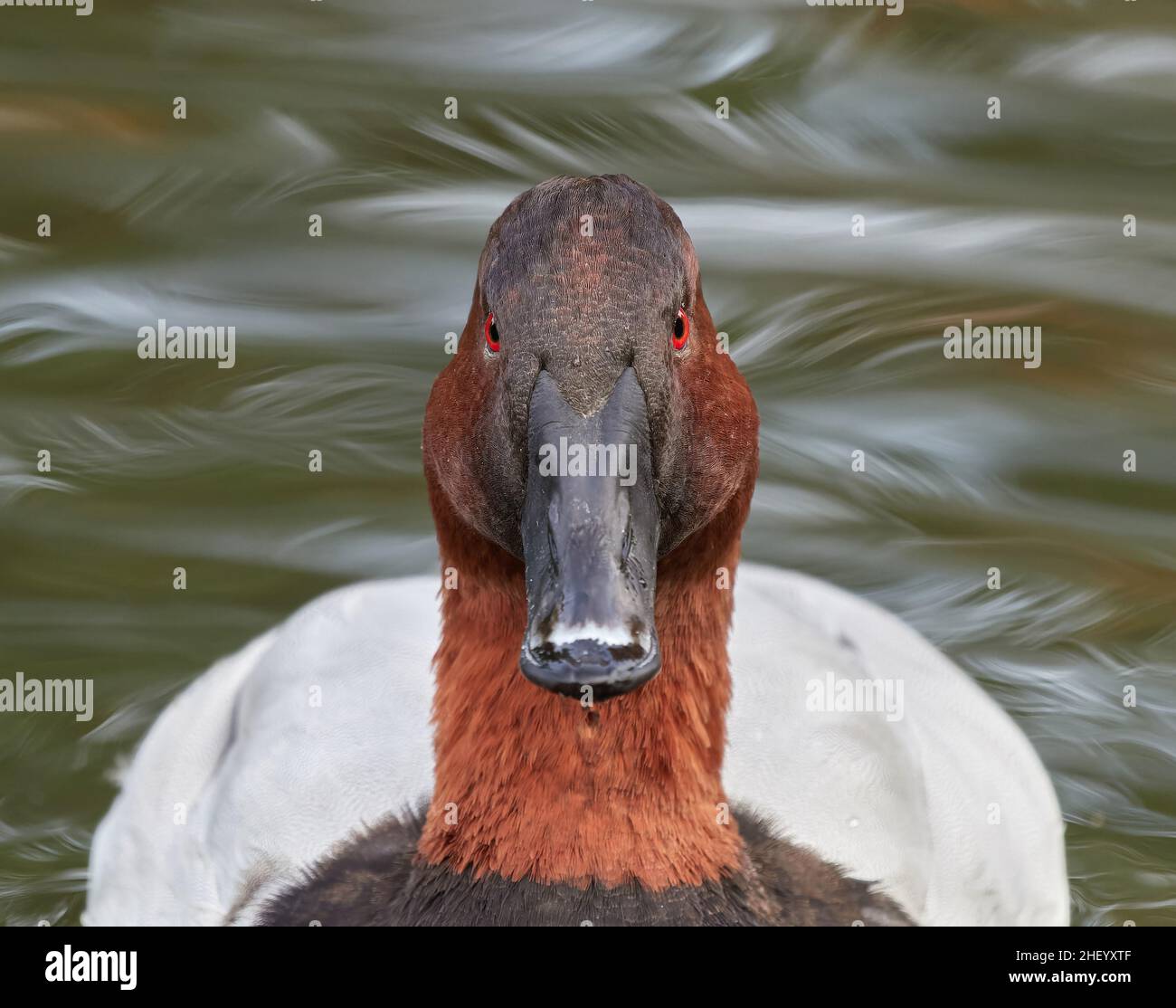 Frontansicht eines Canvasback drakes im Slimbridge Wildfowl and Wetlands Centre in Gloucestershire, Großbritannien Stockfoto