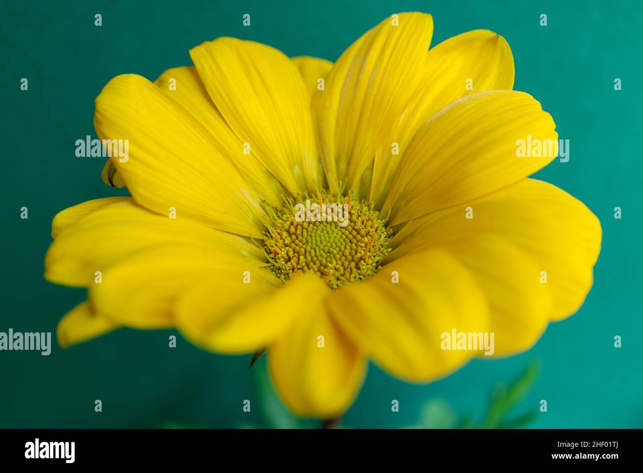 Gelbes Gazania auf grünem Hintergrund, Gazania mit zarten Blütenblättern, gelben Staubblättern und grünen Blättern, Blütenkopfmakro, blühende Blume, Schönheit Stockfoto