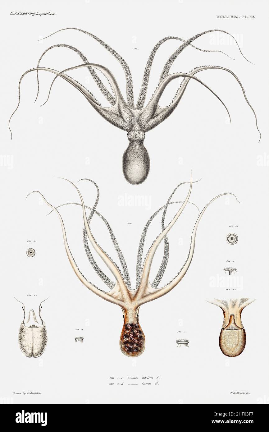 Gemeine Sydney Oktopus und Oktopus Furva Illustration von Molluska & Shells von Augustus Addison Gould Stockfoto
