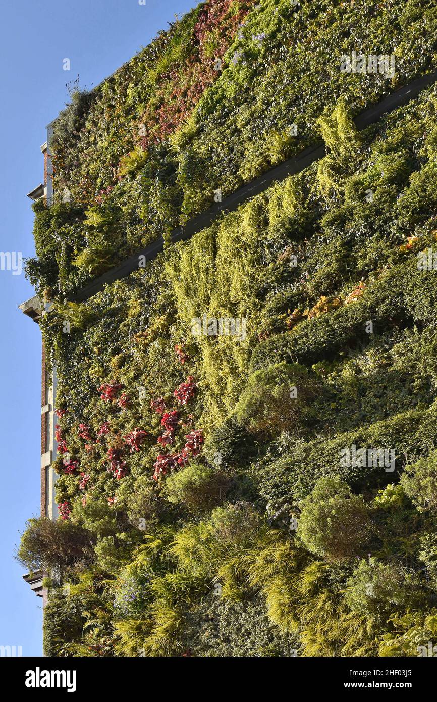 Wand mit Pflanzen, vertikale Gartenhaus-Fassade, Elephant&Castle London Großbritannien. Stockfoto