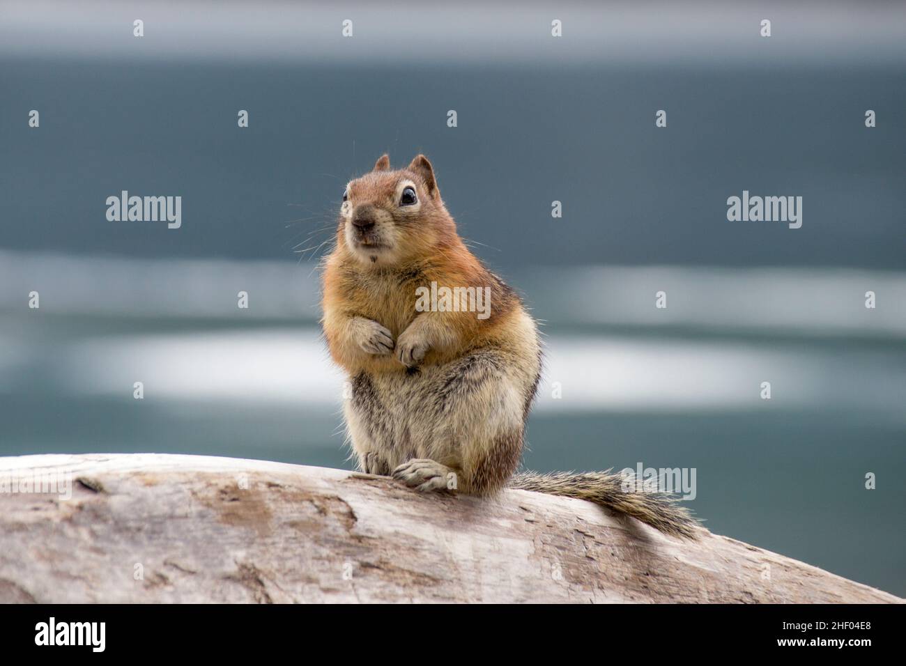 marmot steht auf den Hinterbeinen auf einem Baum Stockfoto