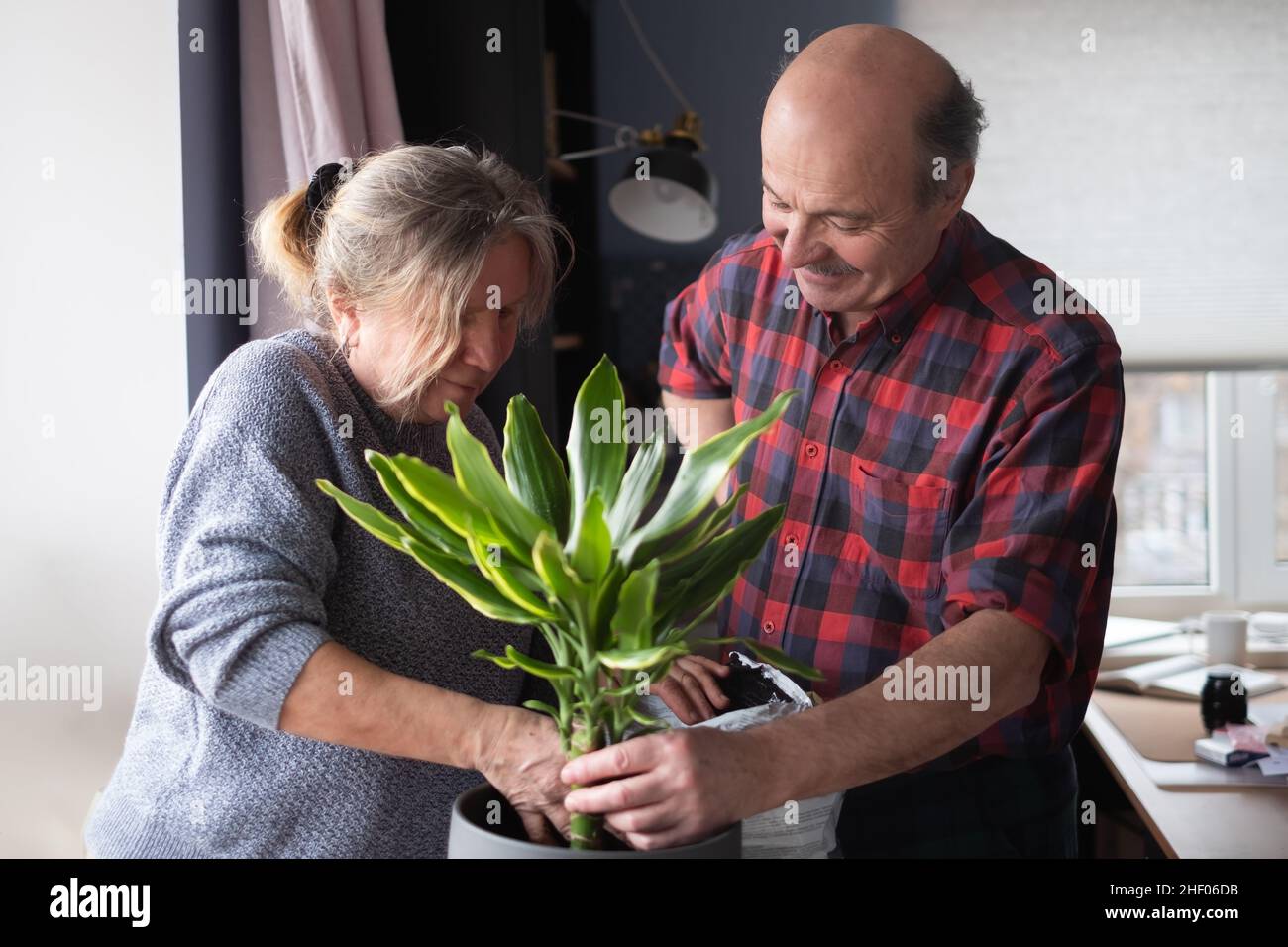 Ältere kaukasische Frau und Mann, die zu Hause Blumen Pflanzen. Stockfoto