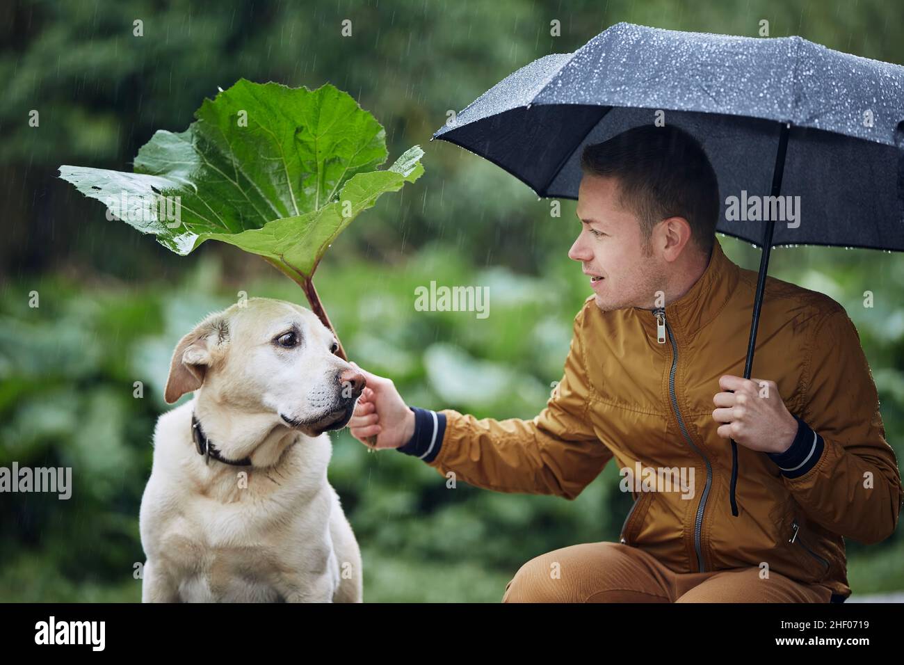 Mann mit Hund im Regen. Tierbesitzer hält Regenschirm und Klettenblatt über seinem traurigen labrador Retriever. Stockfoto