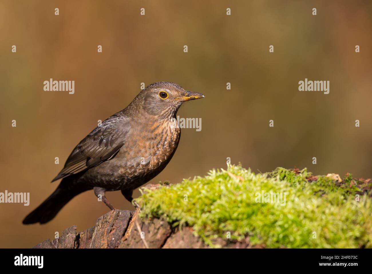 Nahansicht einer wilden, weiblichen Amsel (Turdus merula), die im Freien isoliert auf einem moosbedeckten Baumstamm in britischen Wäldern steht. Stockfoto