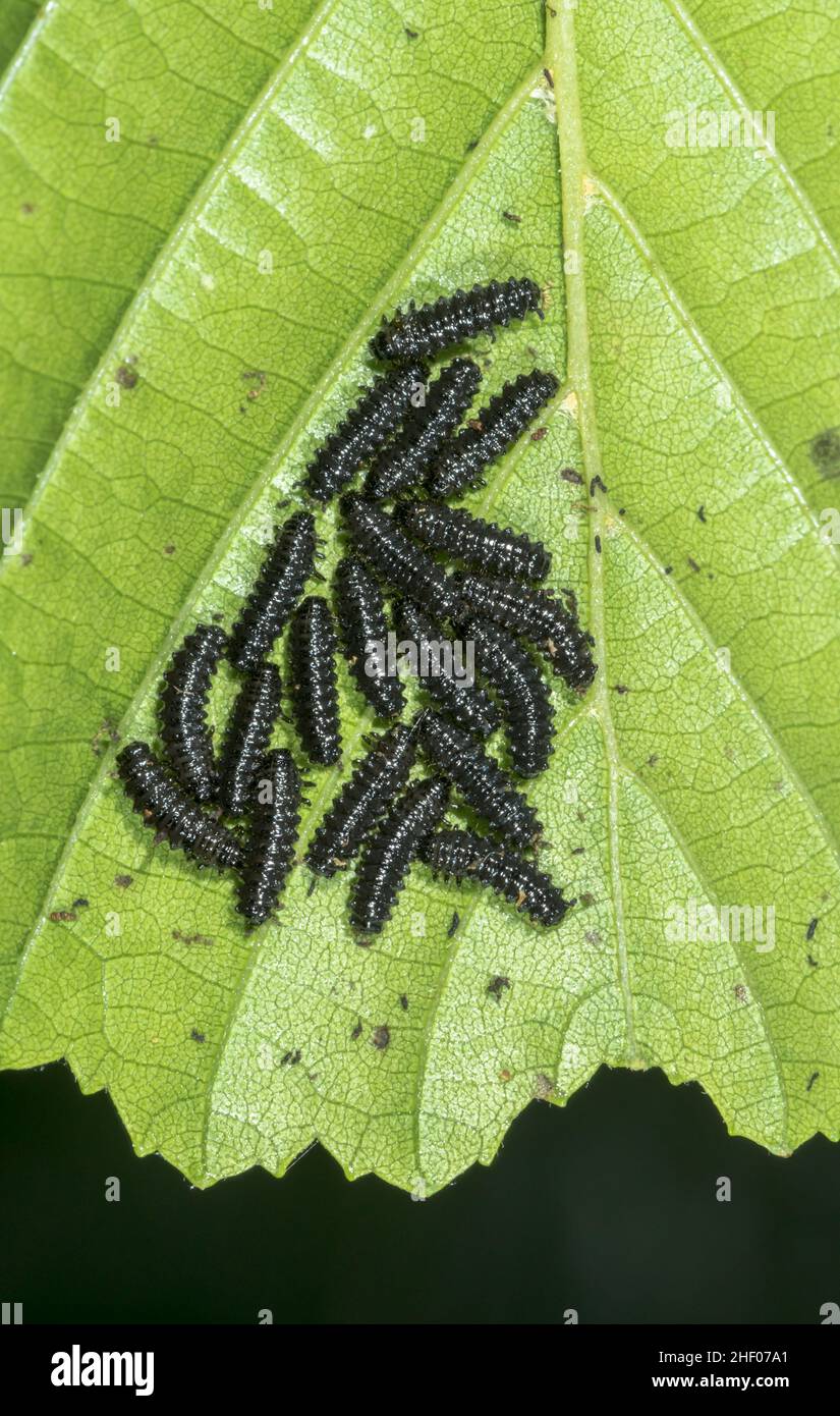 Seltene Alderblattkäfer gesellige Larven auf Blatt (Agelastica alni), Chrysomelidae. Sussex, Großbritannien Stockfoto