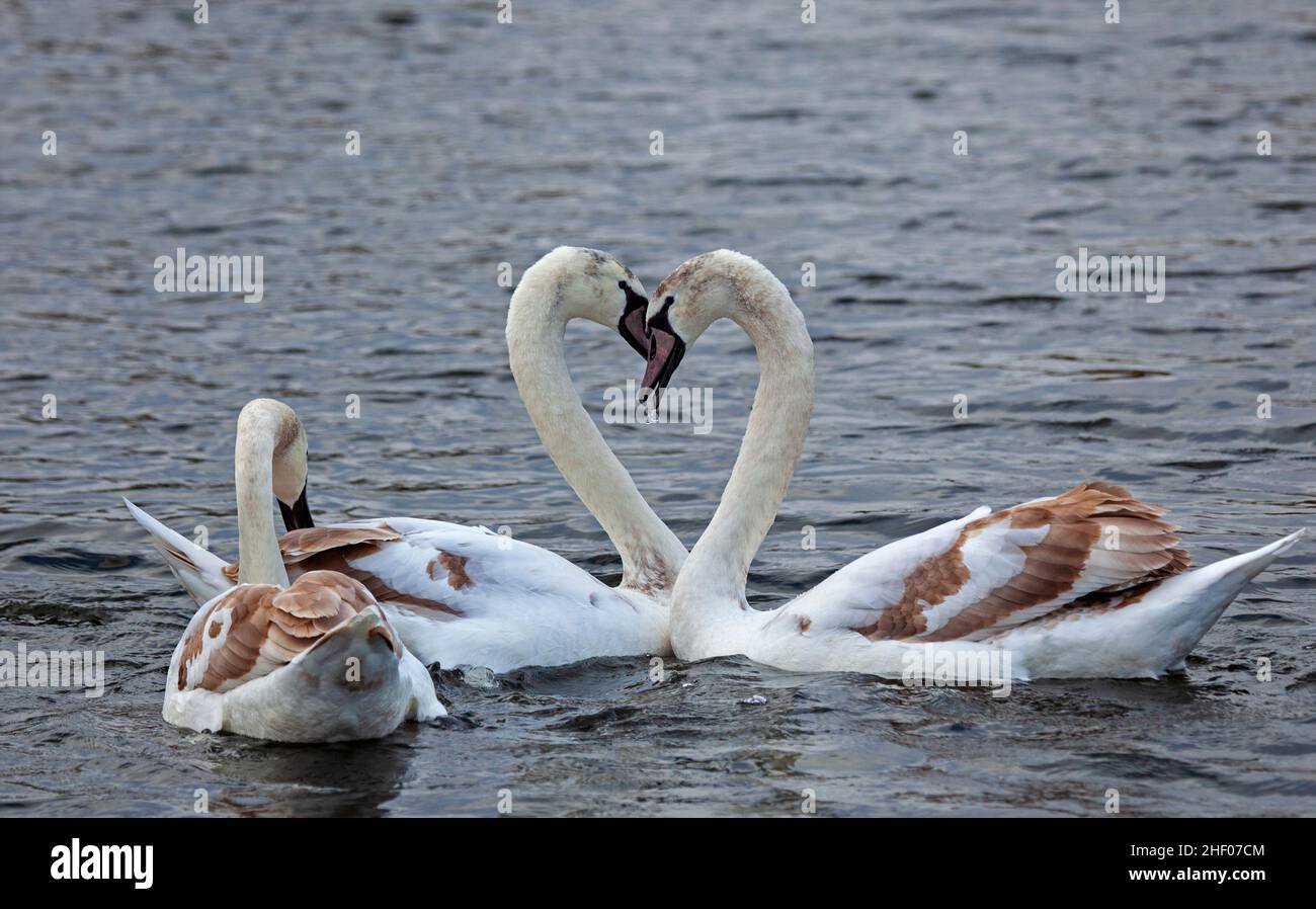 Figgate Park Pond, Edinburgh, Schottland, Großbritannien. Bewölkt mit einer Temperatur von 9 Grad Celsius. Frühe Anzeichen des Frühlings, als das Balzverhalten zwischen einjährigen Geschwistern des Mute Swan nachgewiesen wird, soll die Balz nicht paaren oder brüten. Es ist normal, dass Cygnets bis zum nächsten Winter bei ihren Eltern bleiben, bis sie das braune Gefieder verlieren, das den grauen Daunen ersetzt. Es wird ein ganzes Jahr dauern, bis sie vollständig weiß sind und normalerweise bereit sind zu brüten, wenn sie drei oder vier Jahre alt sind. Im Bild: Drei Menschenmassen. Quelle: Archwhite/Alamy Live News Stockfoto