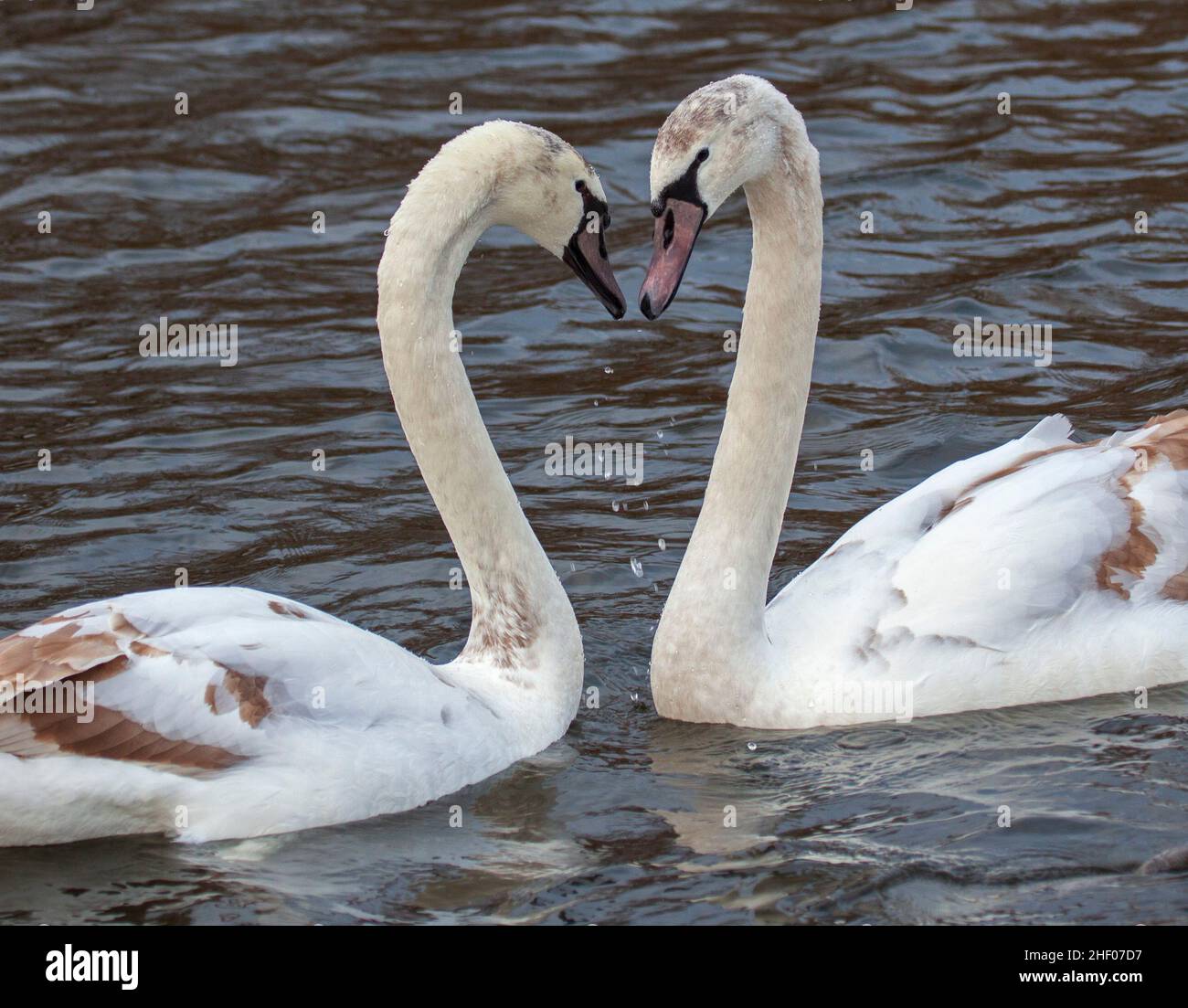 Figgate Park Pond, Edinburgh, Schottland, Großbritannien. Bewölkt mit einer Temperatur von 9 Grad Celsius. Frühe Anzeichen des Frühlings Da das Balzverhalten zwischen einjährigen Geschwistern von Mute Swan nachgewiesen wird, soll Balzverhalten keine Paarung oder Zucht sein – es ist nur Balzverhalten. Es ist normal, dass Cygnets bis zum nächsten Winter bei ihren Eltern bleiben, bis sie das braune Gefieder verlieren, das den grauen Daunen ersetzt. Es wird ein ganzes Jahr dauern, bis sie vollständig weiß sind und normalerweise bereit sind zu brüten, wenn sie drei oder vier Jahre alt sind. Quelle: Archwhite/Alamy Live News. Stockfoto