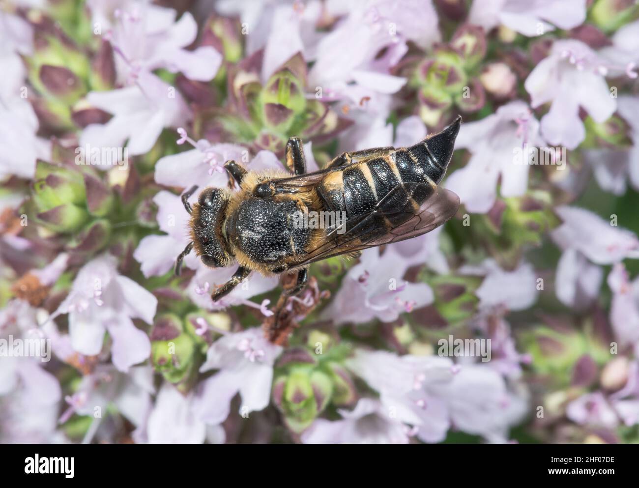 Schwanzbiene (Coelioxys elongata) Weibchen, Megachilidae. Sussex, Großbritannien Stockfoto