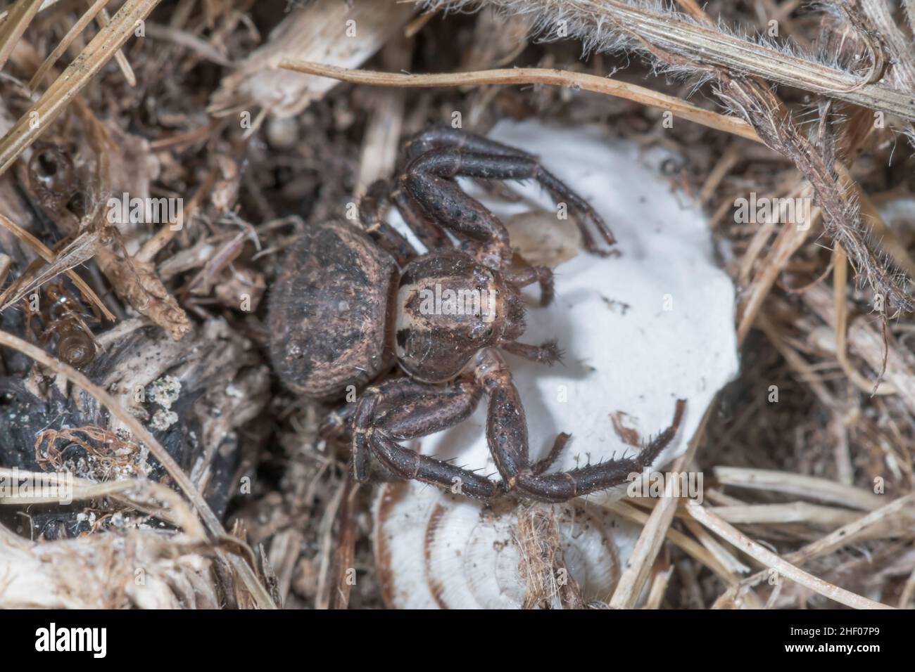 Seltene weibliche Krabbenspinne mit Eiersack (Xysticus acerbus), Thomisidae. Isle of Wight, Großbritannien Stockfoto