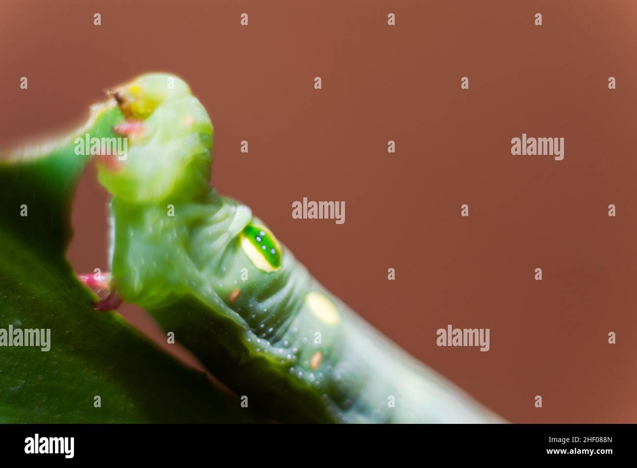 Die grüne Raupe frisst die Blattspitzen. Stockfoto