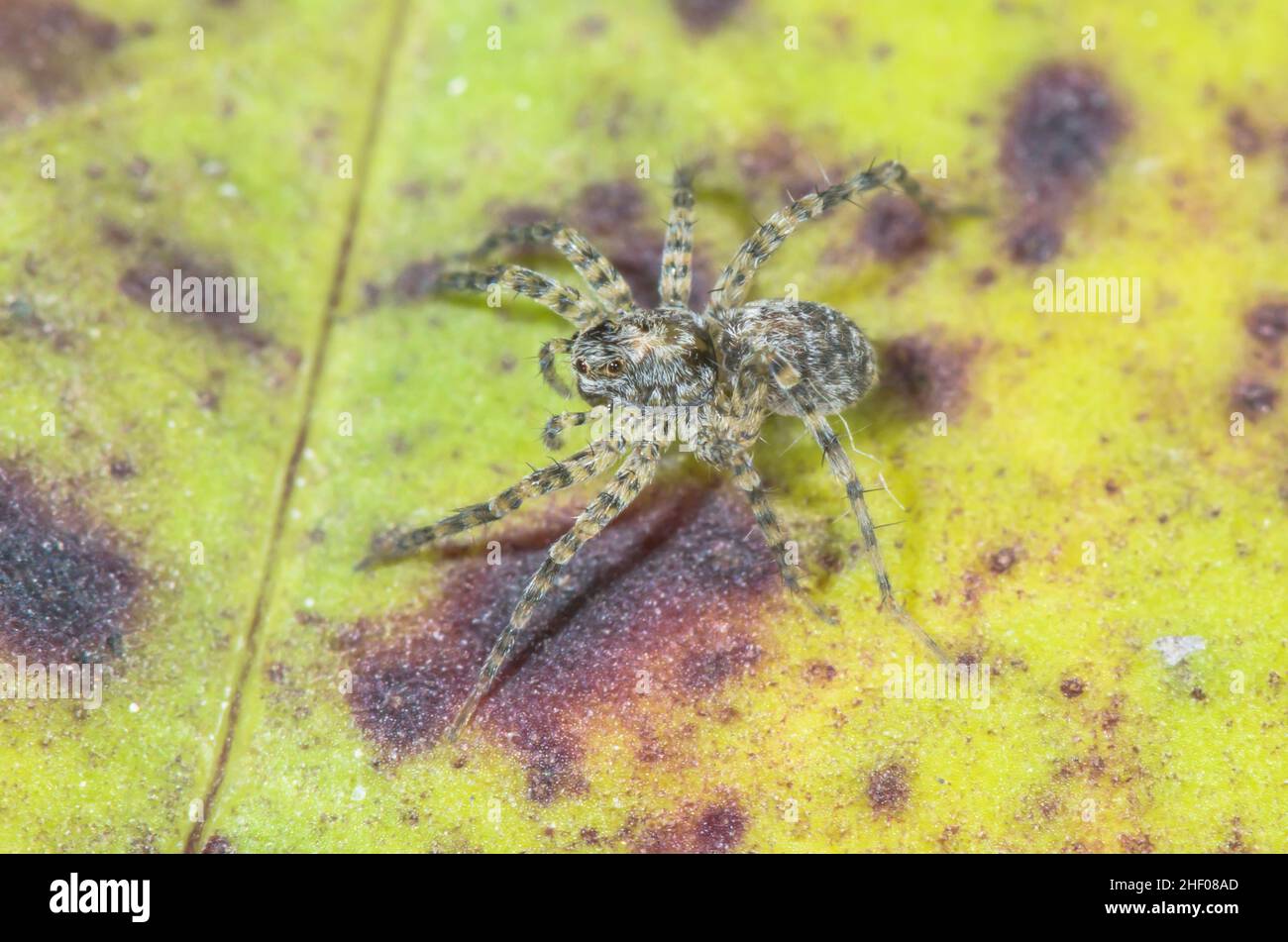 Unreife Dünenwolfspinne (Xerolycosa miniata), Lycosidae. Isle of Wight, Großbritannien Stockfoto