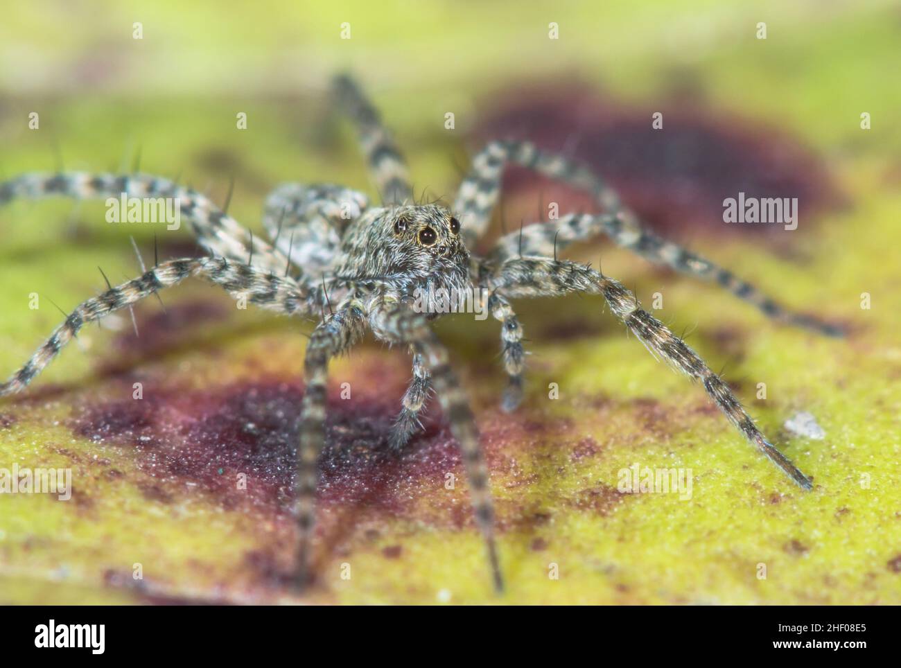 Unreife Dünenwolfspinne (Xerolycosa miniata), Lycosidae. Isle of Wight, Großbritannien Stockfoto