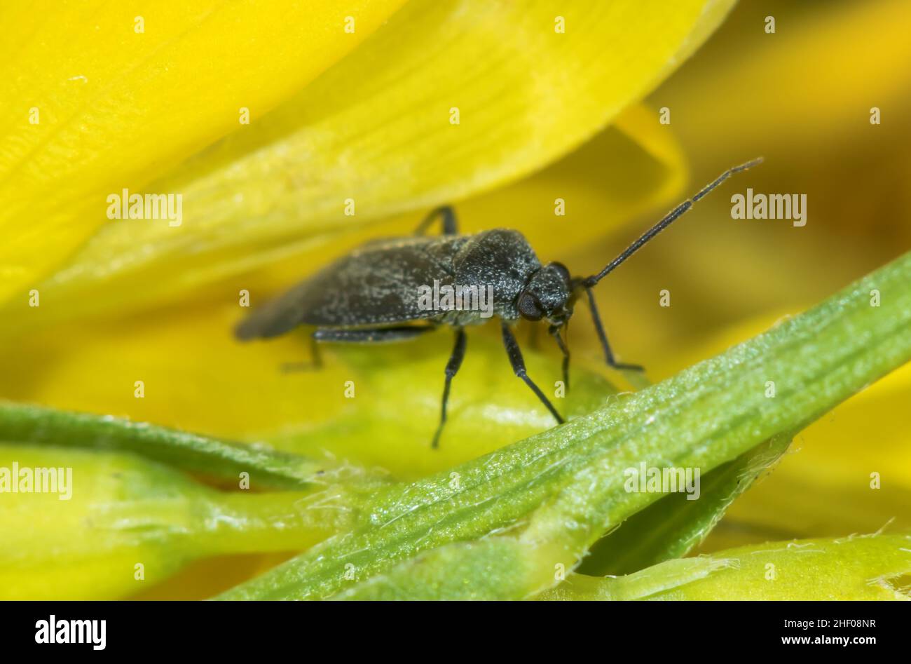 Mirid Bug (Heterocordylus genistae) auf Dyers Greenweed, Miridae. Sussex, Großbritannien Stockfoto