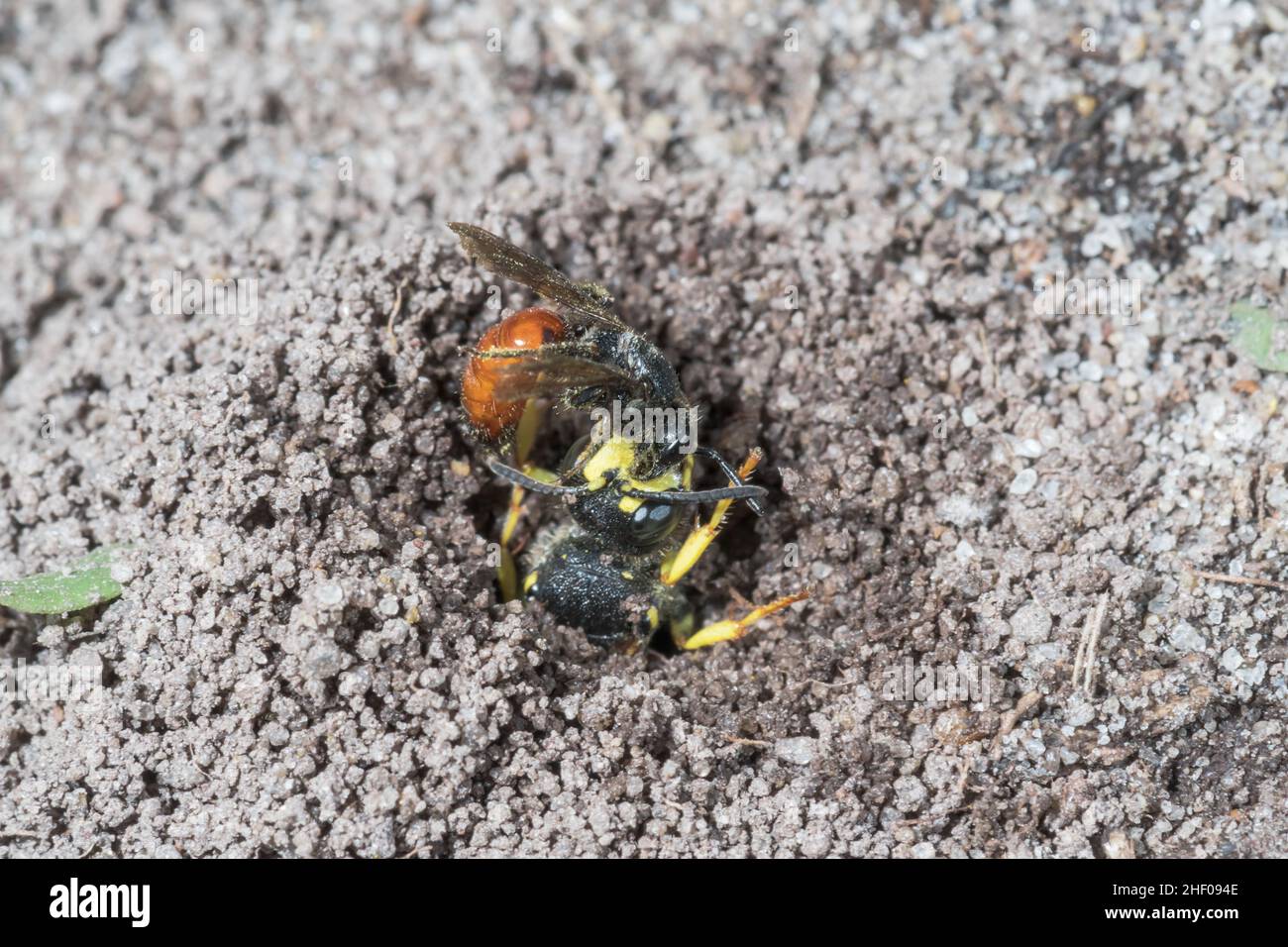 Ornate-tailed Digger Wasp (Cerceris rybyensis) mit Solitär Bee Prey, Crabronidae. Sussex, Großbritannien Stockfoto