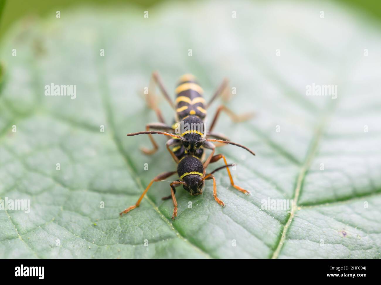 Paarungskäfer (Clytus arietis), Cerambycidae. Sussex, Großbritannien Stockfoto