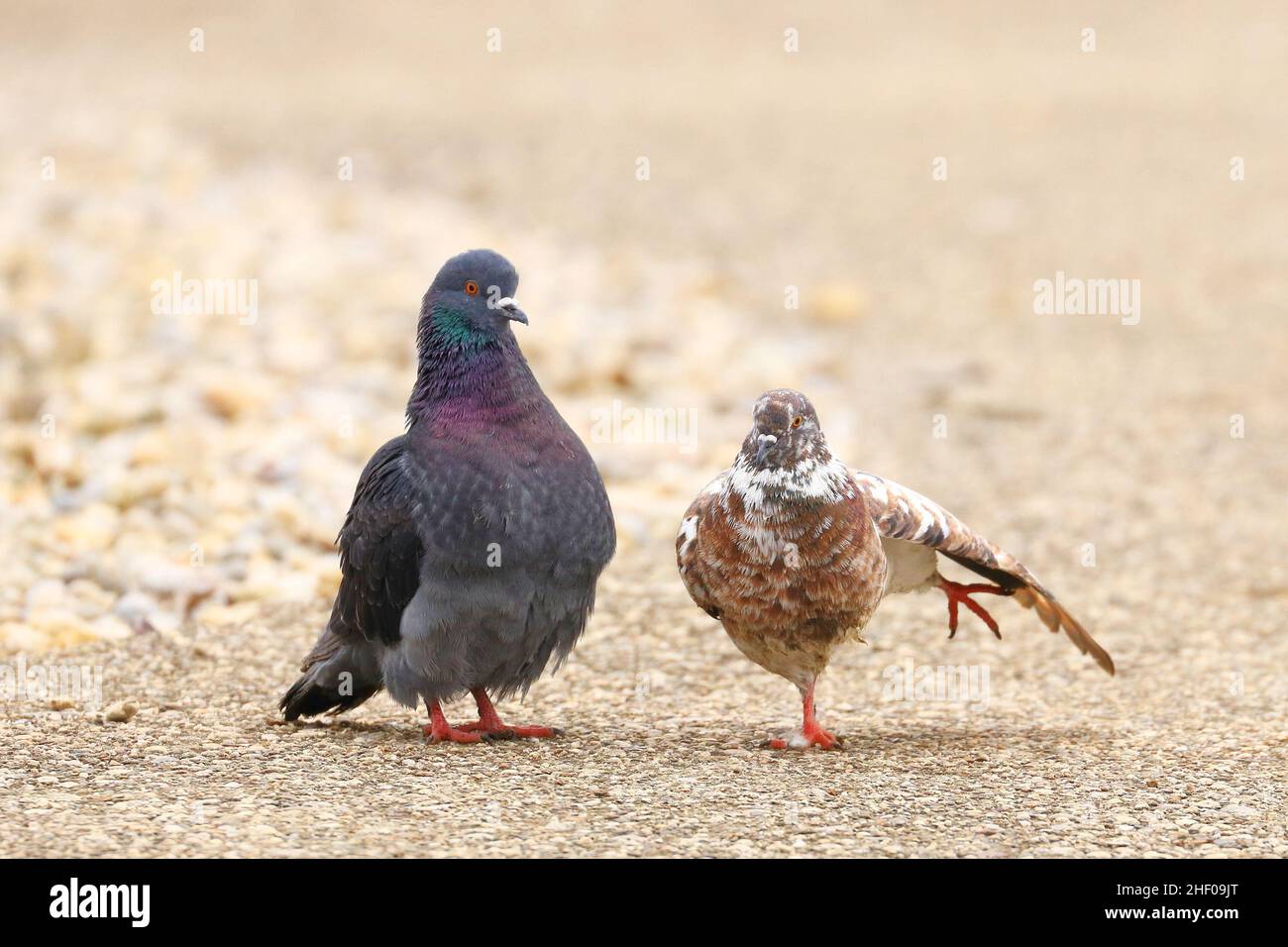 Tauben pärchen auf der Straße Stockfoto