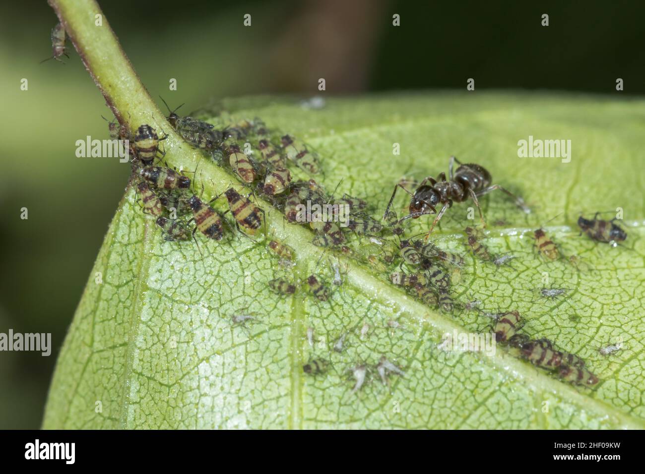 Rotbänderblättrige Birkenkäfer (Callipterinella tuberculata), die von der Schwarzen Ameise (Lasius niger) gepflegt werden. Sussex, Großbritannien Stockfoto