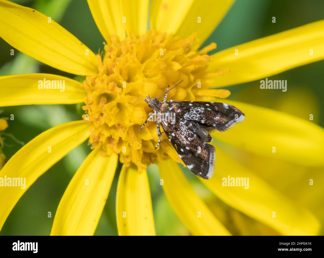 Miller's Nettle Tap oder Small Twitcher Micro Moth (Prochoreutis myllerana), Choreutidae. Sussex UK Stockfoto