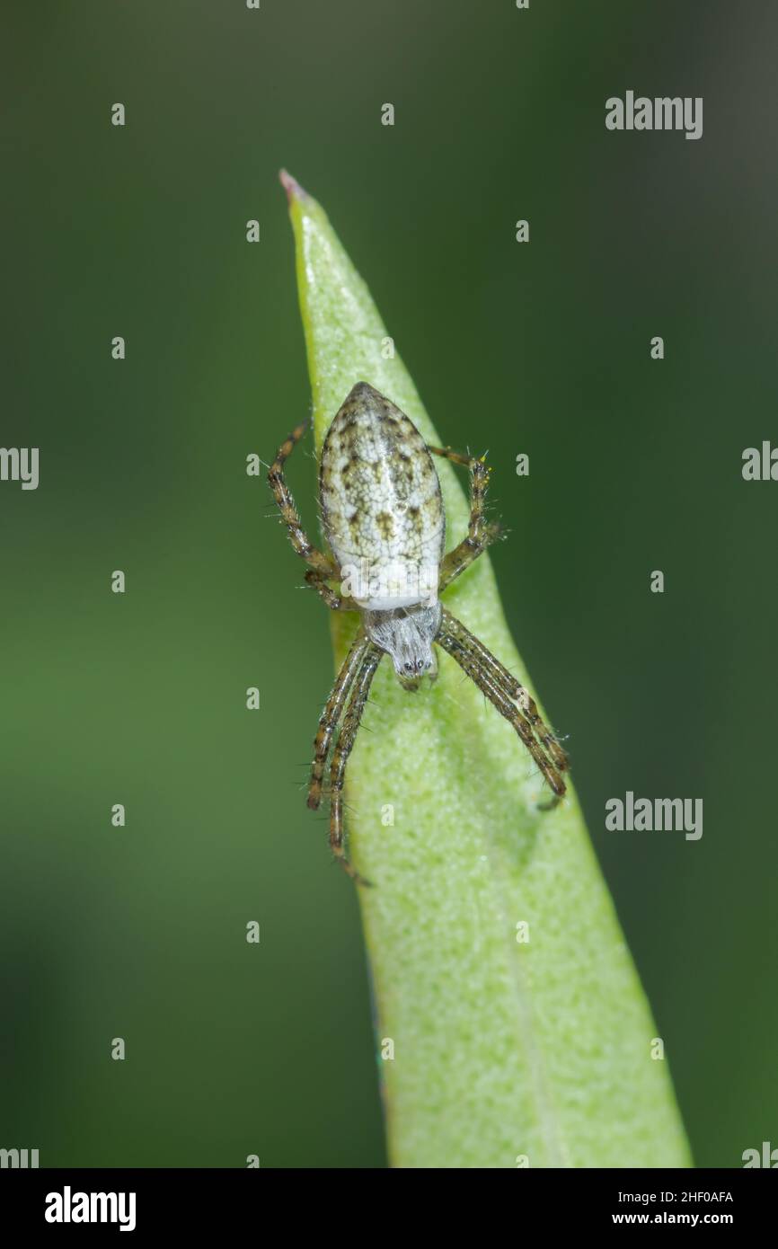 Unterausgewachsene Wespe (Argiope bruennichi), Orb-Weaver, Araneidae. Sussex, Großbritannien Stockfoto