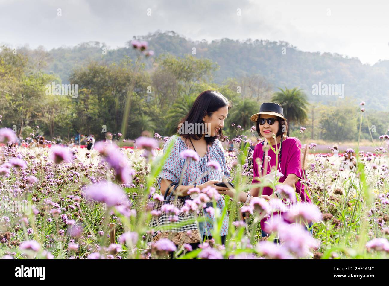 Glückliche Tochter und ihre ältere Mutter mit schönen Lavendelblüten Feld. Stockfoto