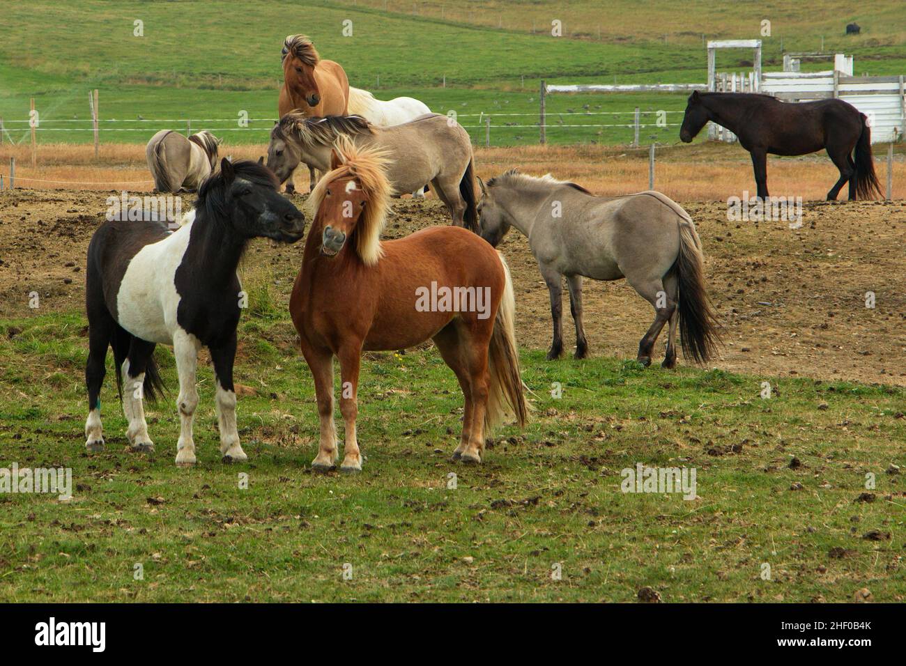 Isländische Pferde auf einer Weide in Island, Europa Stockfoto