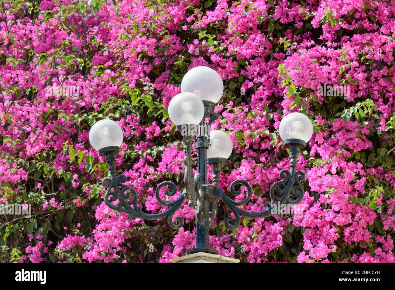 Dekorative Globenförmige Straßenlampe mit rosa Bougainvillea-Blumen Stockfoto