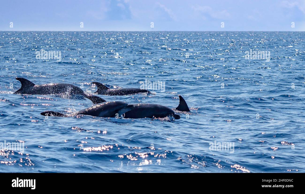 Delfine, die auf der Azoren Island im Atlantischen Ozean anvisieren Stockfoto