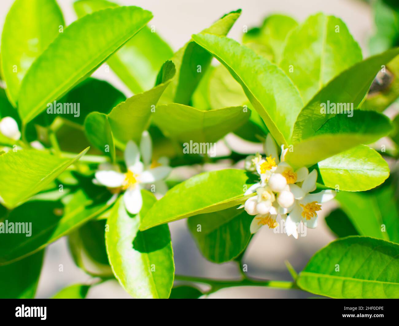 Lindenblüte oder Lindenblüte auf dem Baum (Citrus aurantifolia). Sie sind weiß und gelb, Blätter sind grün.Bild im unscharfen Hintergrund Stockfoto