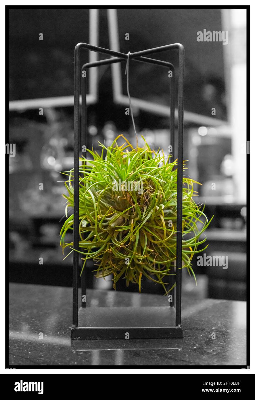 Hängende Pflanze auf Schwarzweiß-Hintergrund Stockfoto