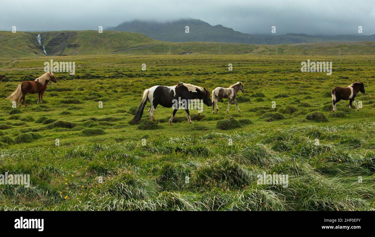 Isländische Pferde auf einer Weide in Island, Europa Stockfoto