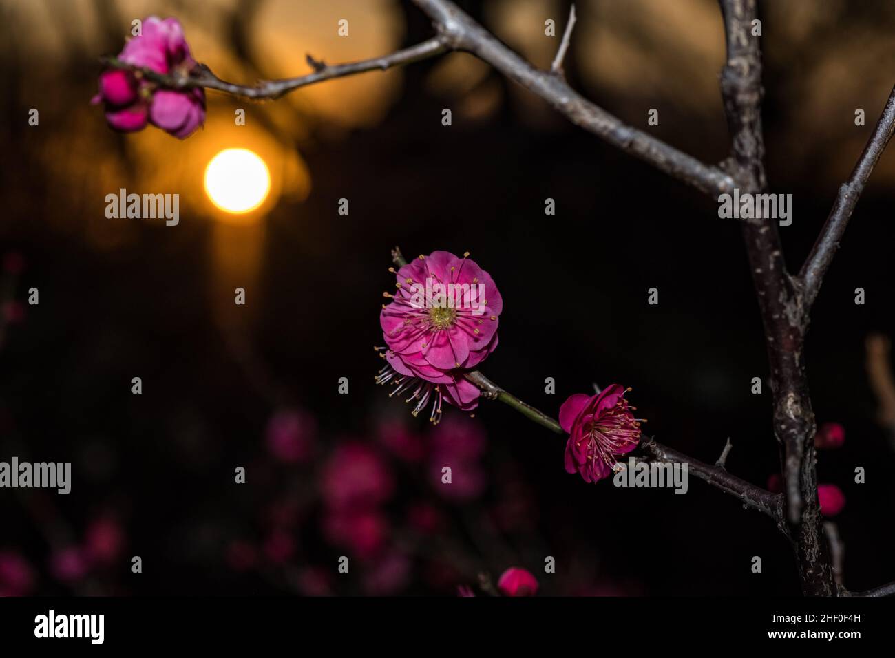 Ein hübscher, pflaumenrosa Sonnenuntergang Stockfoto