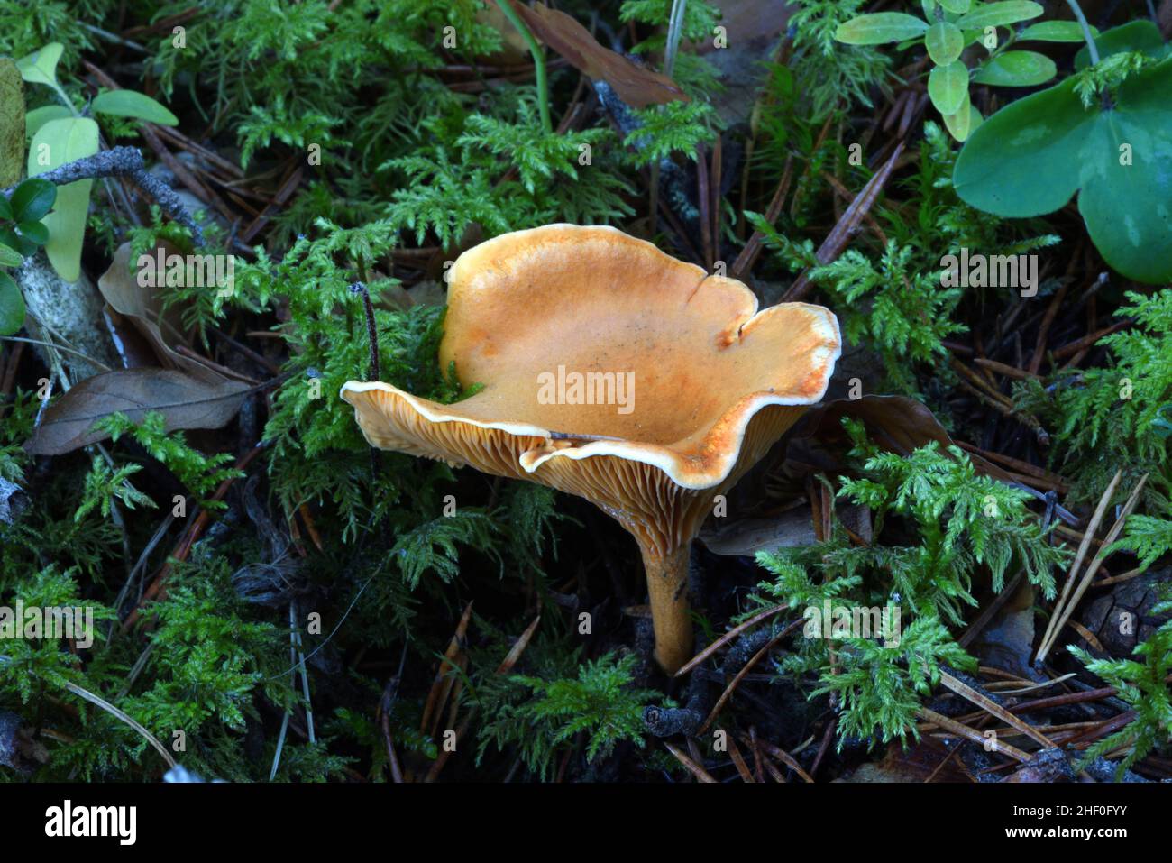 Falsche Chanterelle Pilz oder Pilze Hygrophoropsis aurantiaca wächst unter Moos auf Waldboden Stockfoto