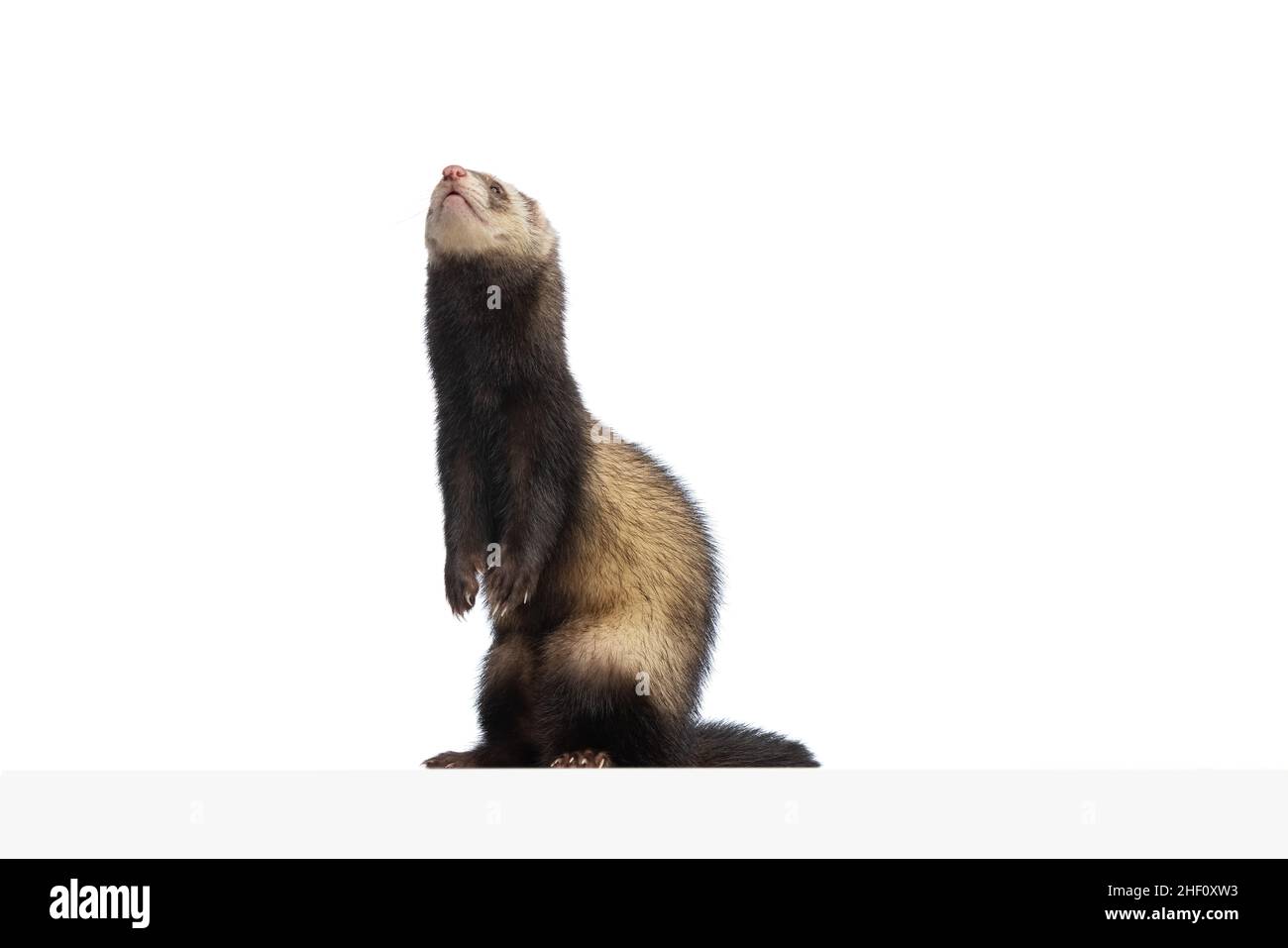 Studioaufnahme von niedlichen kleinen weißen grauen Frettchen isoliert auf weißem Hintergrund. Konzept der glücklichen Haus-und Wildtiere, Pflege Stockfoto