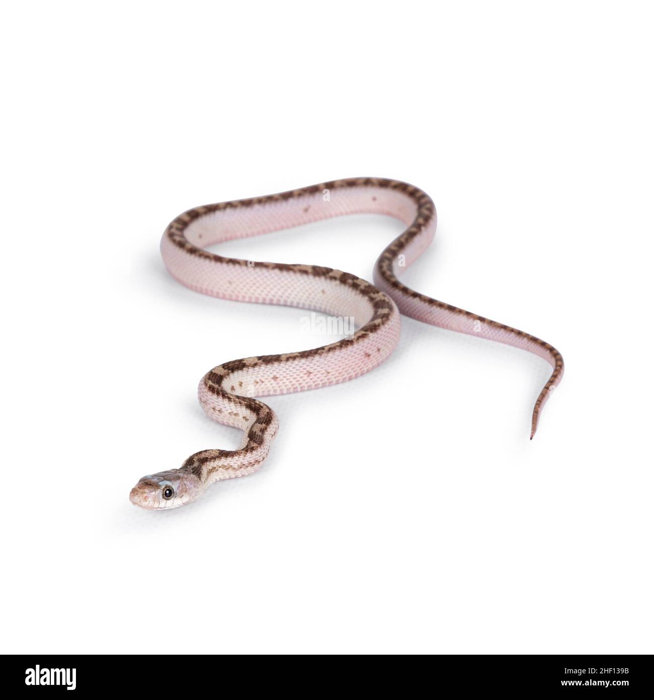 Babyweißseitige Texas Rattenschlange oder die Elaphe obsoleta lindheimeri krabbeln über weißen soliden Hintergrund. Stockfoto