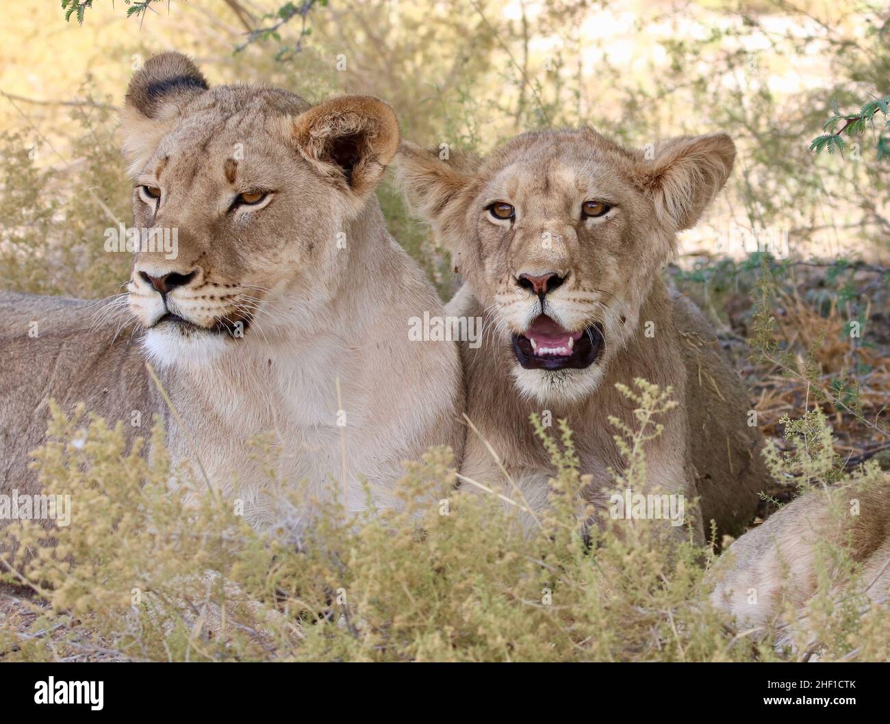 Junge Löwen im Kgalagadi Stockfoto