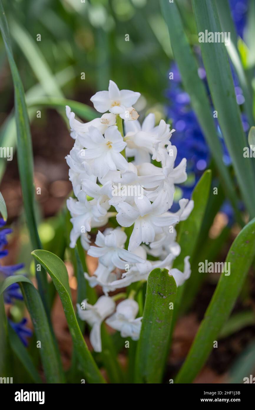 Gewöhnliche Hyazinthe (Hyacinthus orientalis) ist eine blühende Pflanze aus der Familie der Asparagaceae, Unterfamilie Scilloidiae, die im Südwesten Asiens beheimatet ist Stockfoto