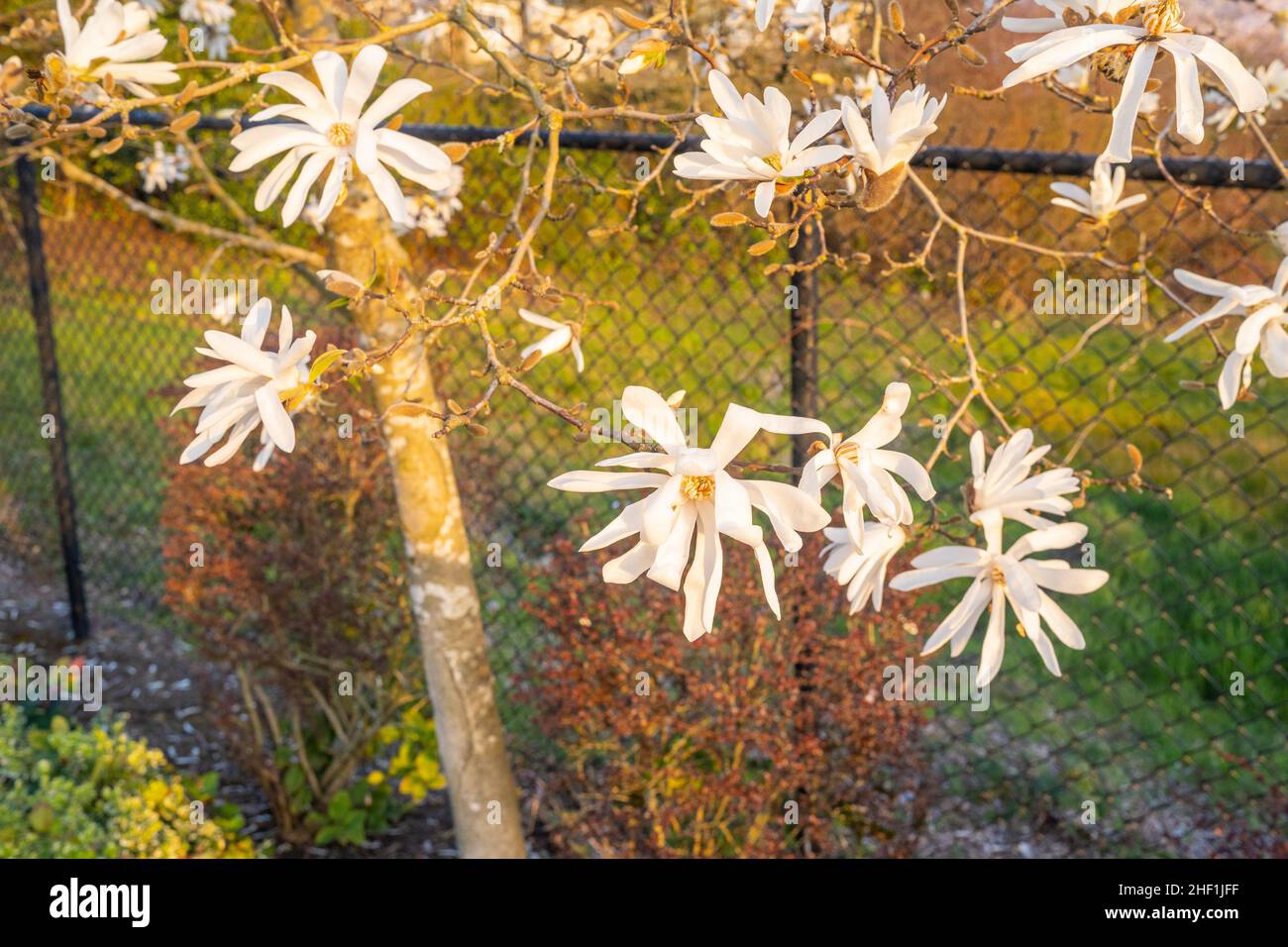 Sternmagnolie (Magnolia stellata) ist ein langsam wachsender Strauch oder kleiner Baum, der in