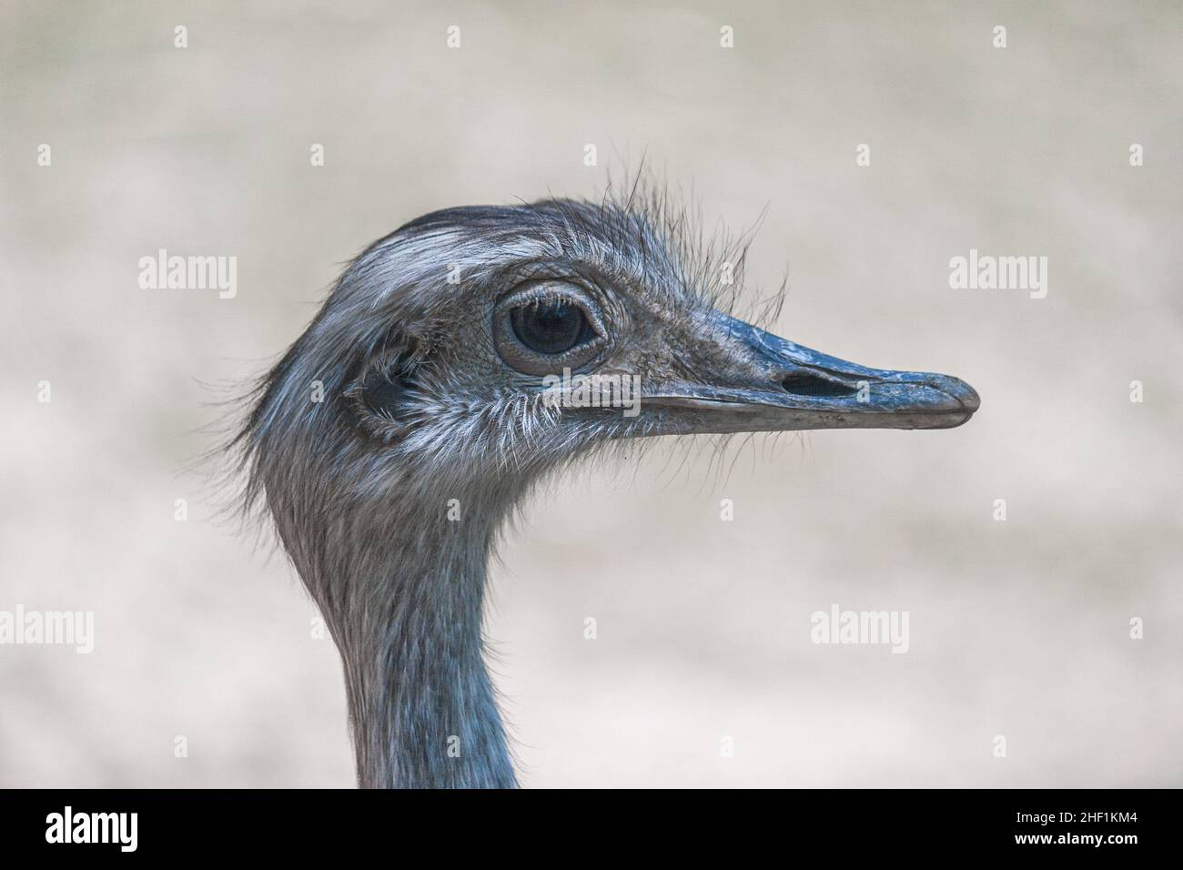 Der größere rhea (Rhea americana), flugunser Vogel in Nahaufnahme. Stockfoto