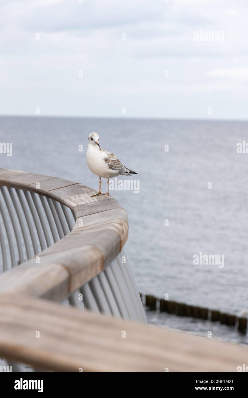 Eine weiße Möwe sitzt auf dem Geländer der neuen Seebrücke in Koserow auf der Insel Usedom. Stockfoto