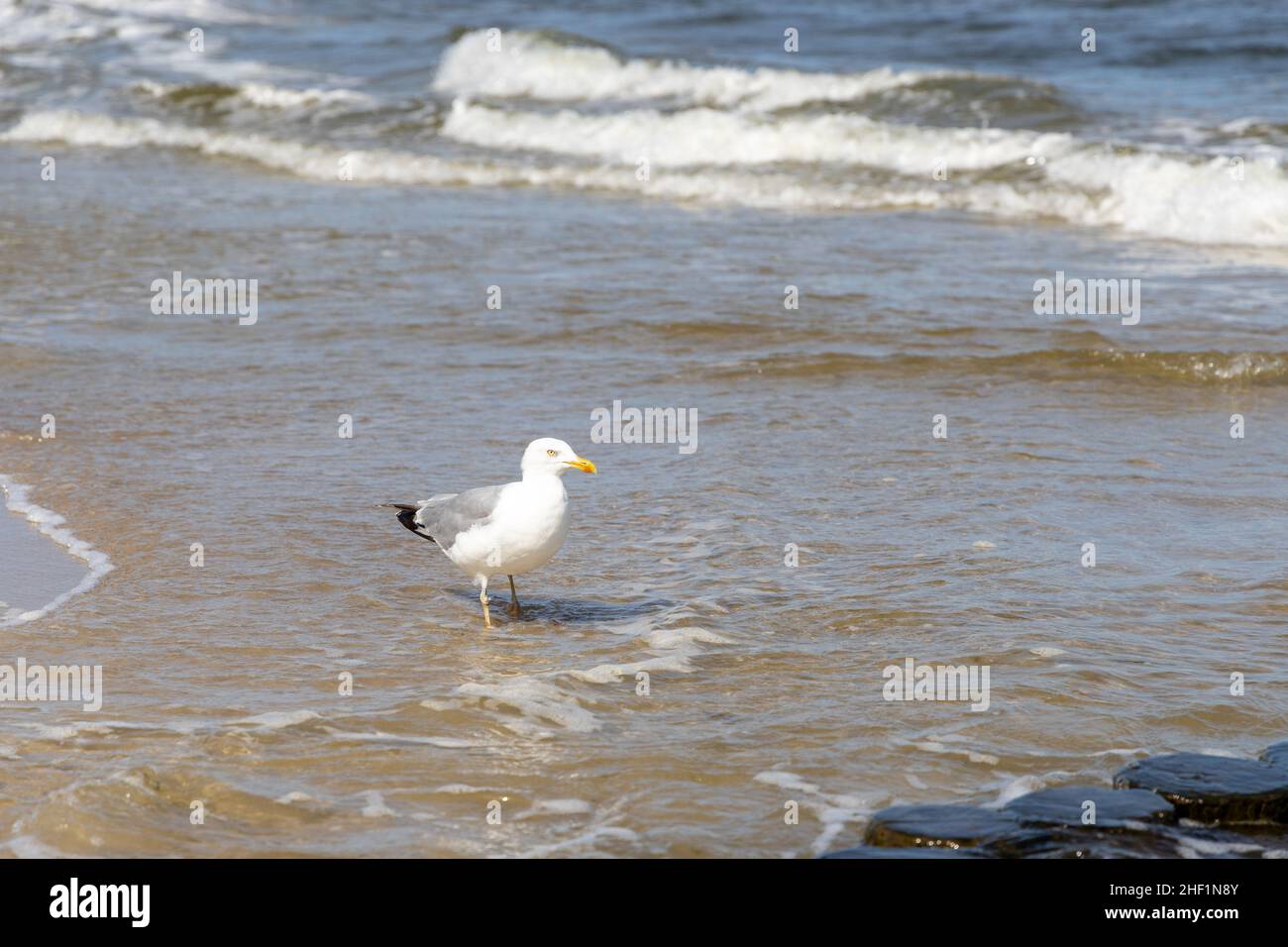 Viele Möwen am Strand der Ostsee auf der Suche nach Nahrung Stockfoto