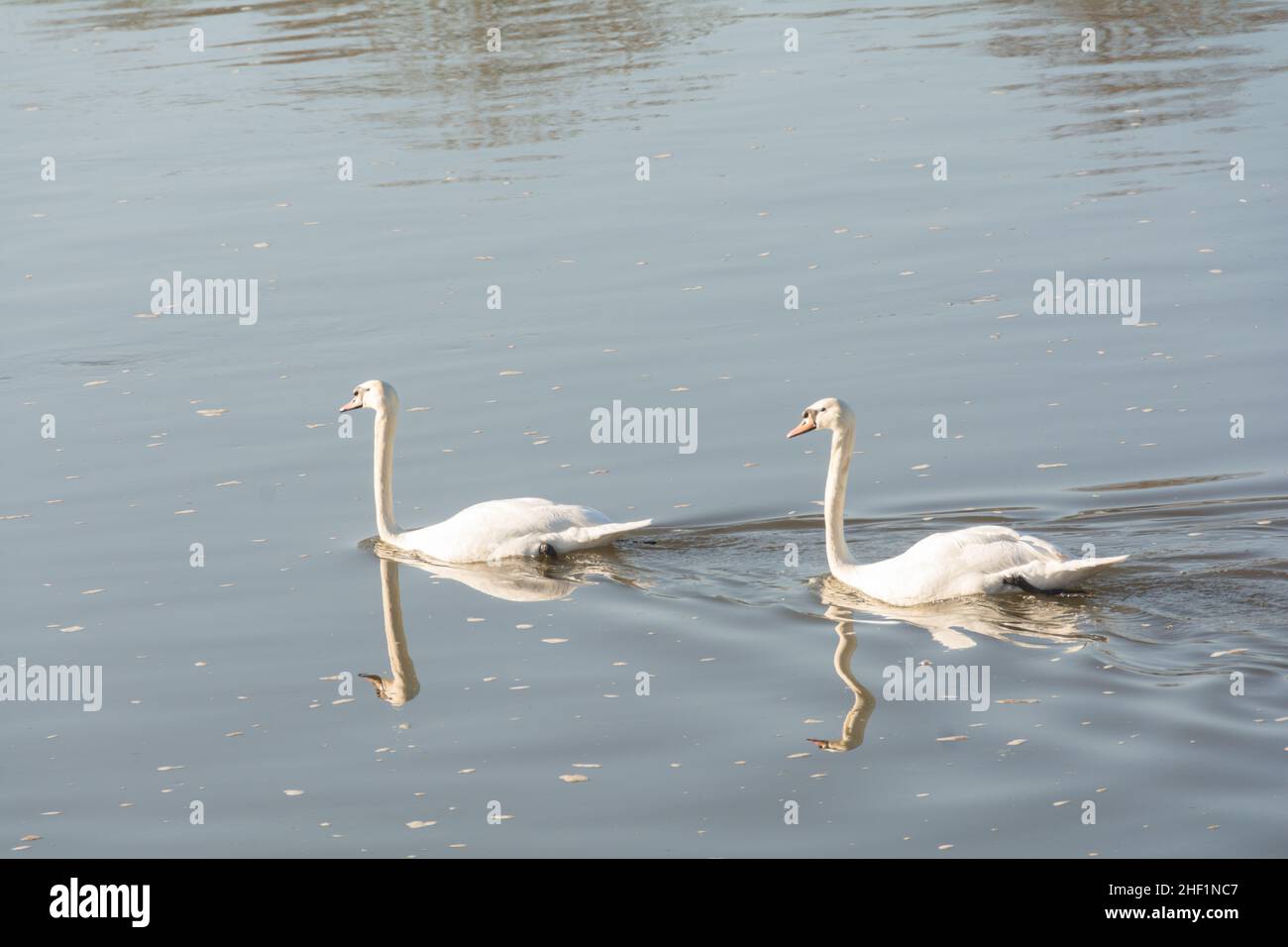 Ein Paar stumme Schwäne (Cygnus olor) auf der Themse an der kleinen Gewinnanlegestelle, Barnes, London, SW13, England, GROSSBRITANNIEN Stockfoto