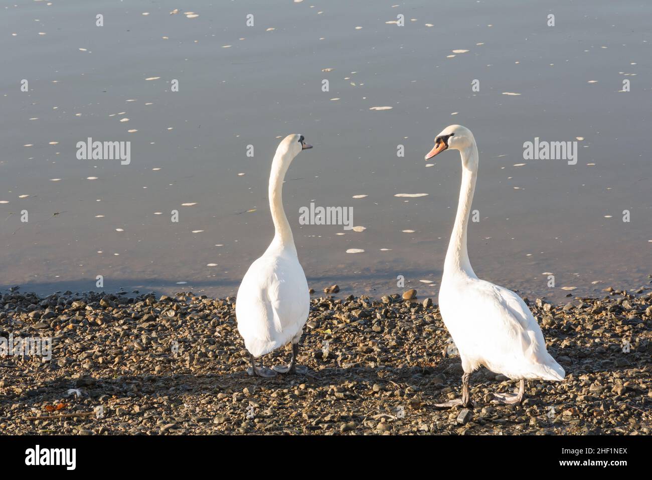 Ein Paar stummer Schwäne (Cygnus olor) am Ufer der Themse an der kleinen Gewinndock, Barnes, London, SW13, England, GROSSBRITANNIEN Stockfoto
